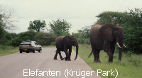 Elefanten (Kr�ger Park)