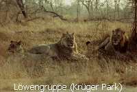 L�wengruppe (Kr�ger Park)