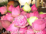 Lotusbl�ten (Thailand)