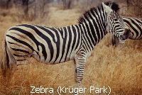 Zebra (Kr�ger Park)